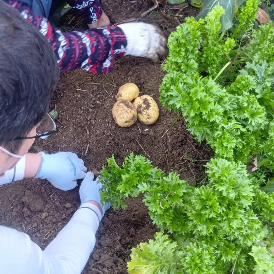 12/19（金）畑のジャガイモ🥔の収穫をしました😊