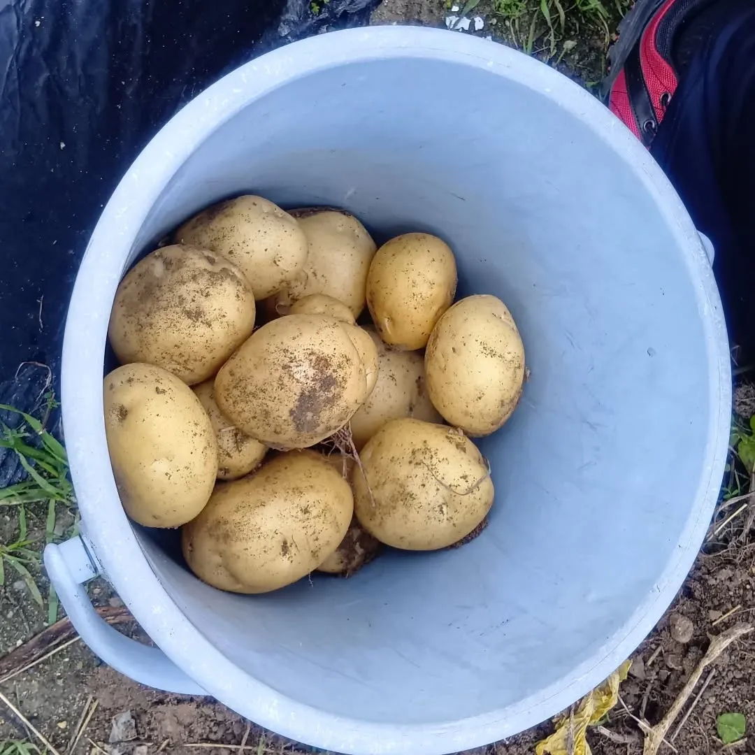 12/19（金）畑のジャガイモ🥔の収穫をしました😊