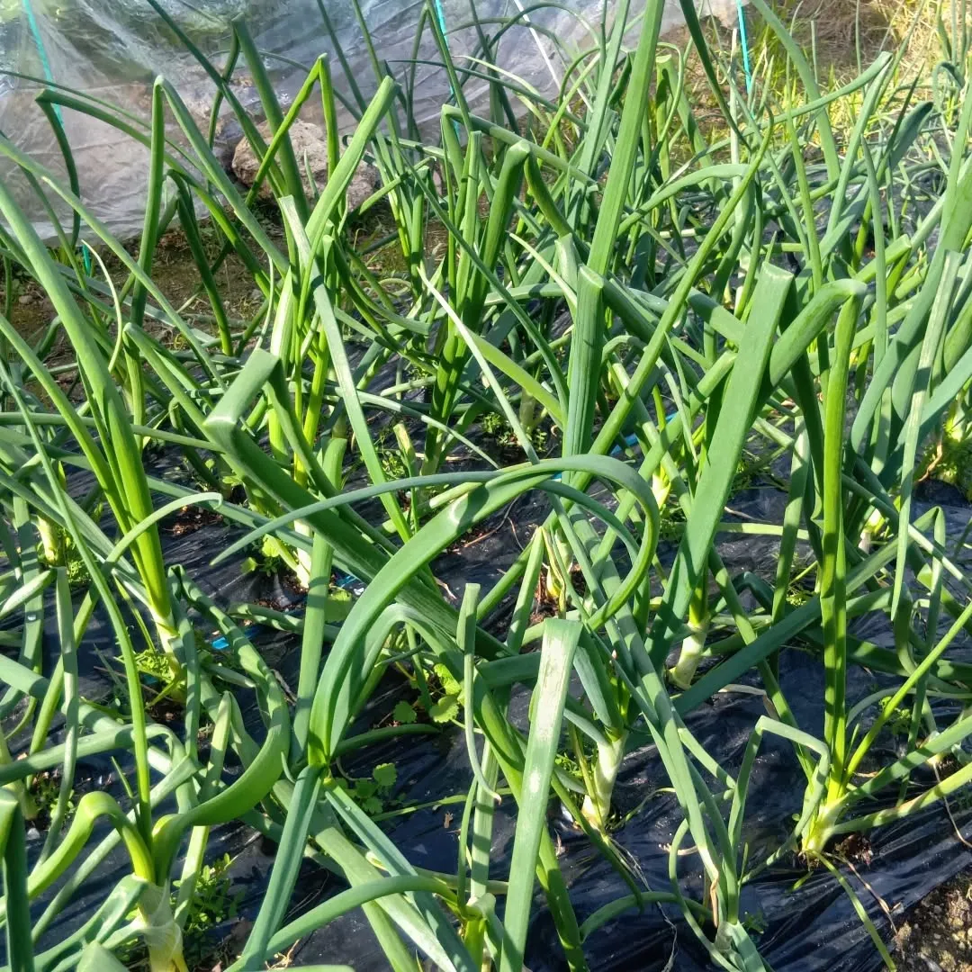 12/19（金）畑のジャガイモ🥔の収穫をしました😊