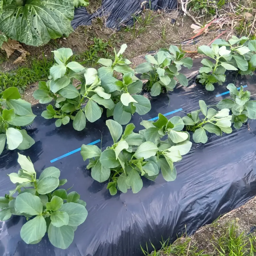 12/19（金）畑のジャガイモ🥔の収穫をしました😊