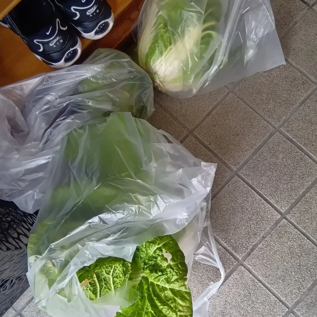 白菜、キャベツを収穫しました🥬