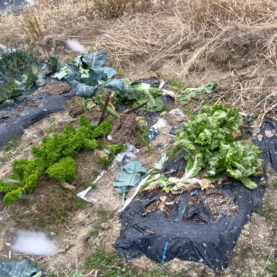白菜、キャベツを収穫しました🥬