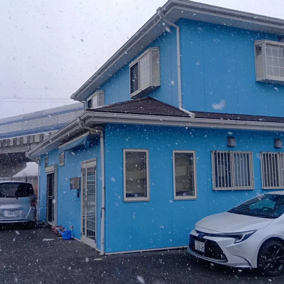 白菜、キャベツを収穫しました🥬