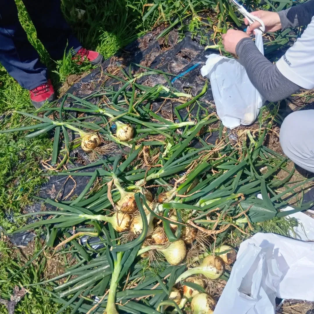 3/27ãçããð§
ã®åç©«ãããŸããð