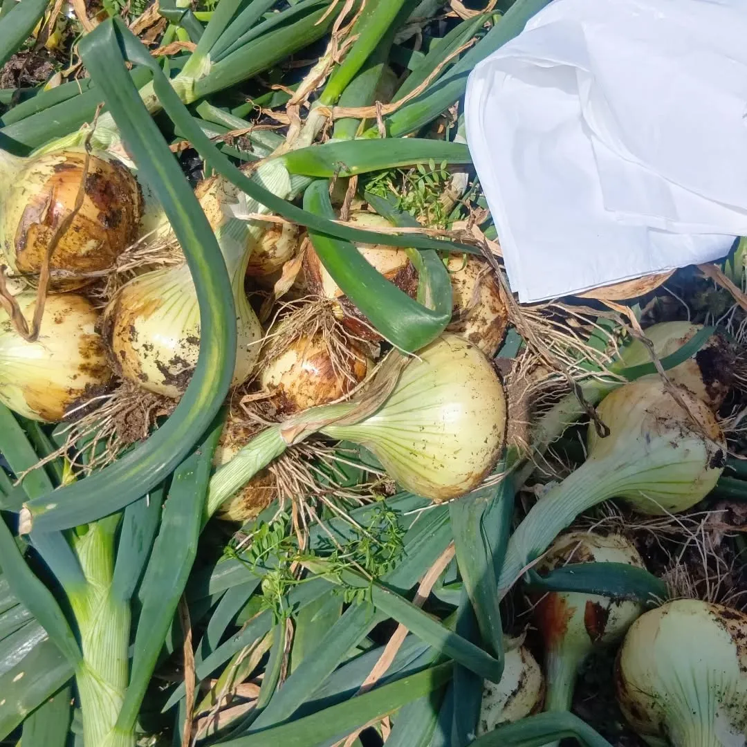 3/27ãçããð§
ã®åç©«ãããŸããð