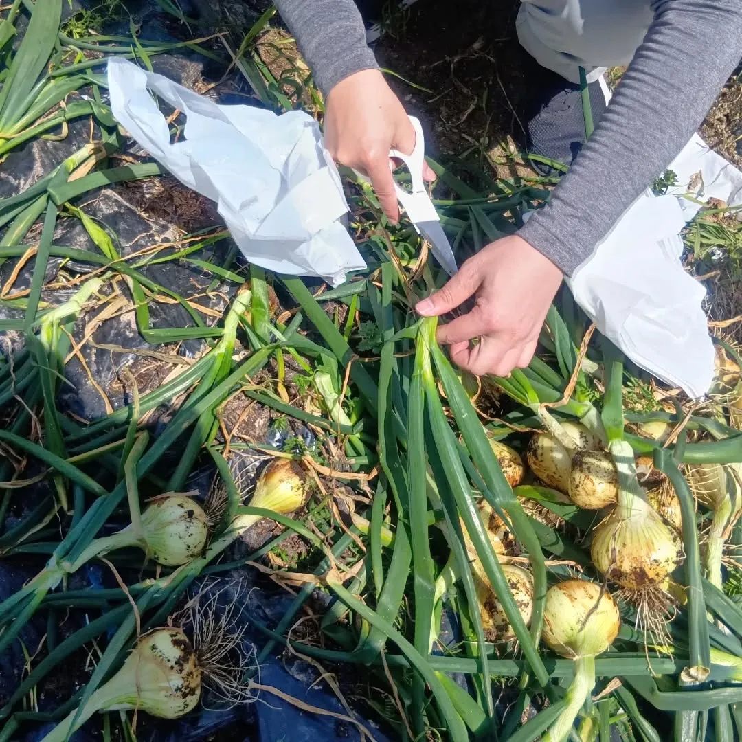 3/27ãçããð§
ã®åç©«ãããŸããð