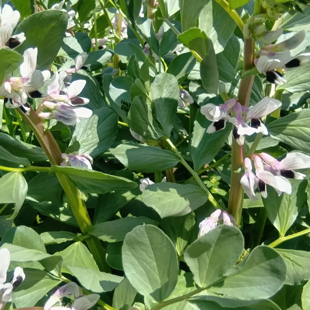 3/27ãçããð§
ã®åç©«ãããŸããð