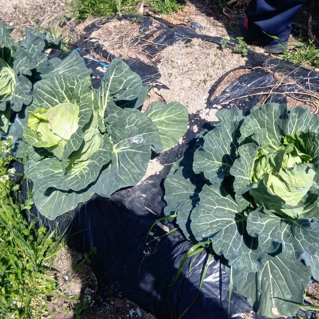 3/27ãçããð§
ã®åç©«ãããŸããð