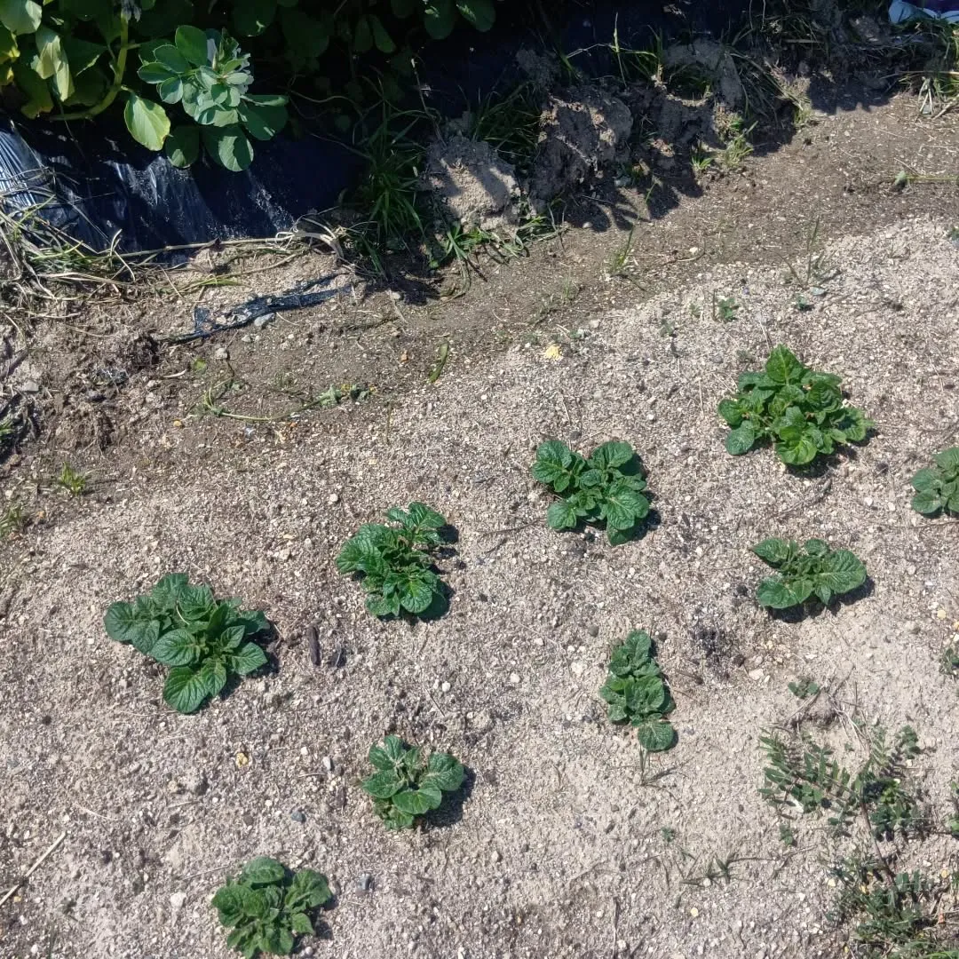 3/27ãçããð§
ã®åç©«ãããŸããð