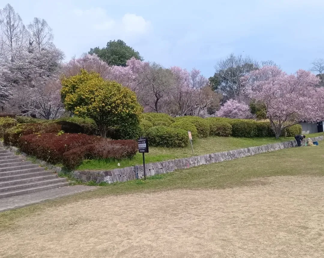 3/30 午後から大和民俗公園へお花見に行きました🌸