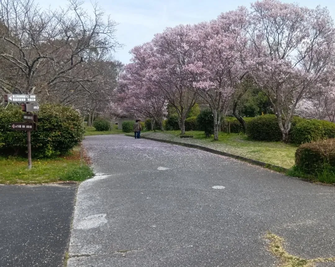 3/30 午後から大和民俗公園へお花見に行きました🌸