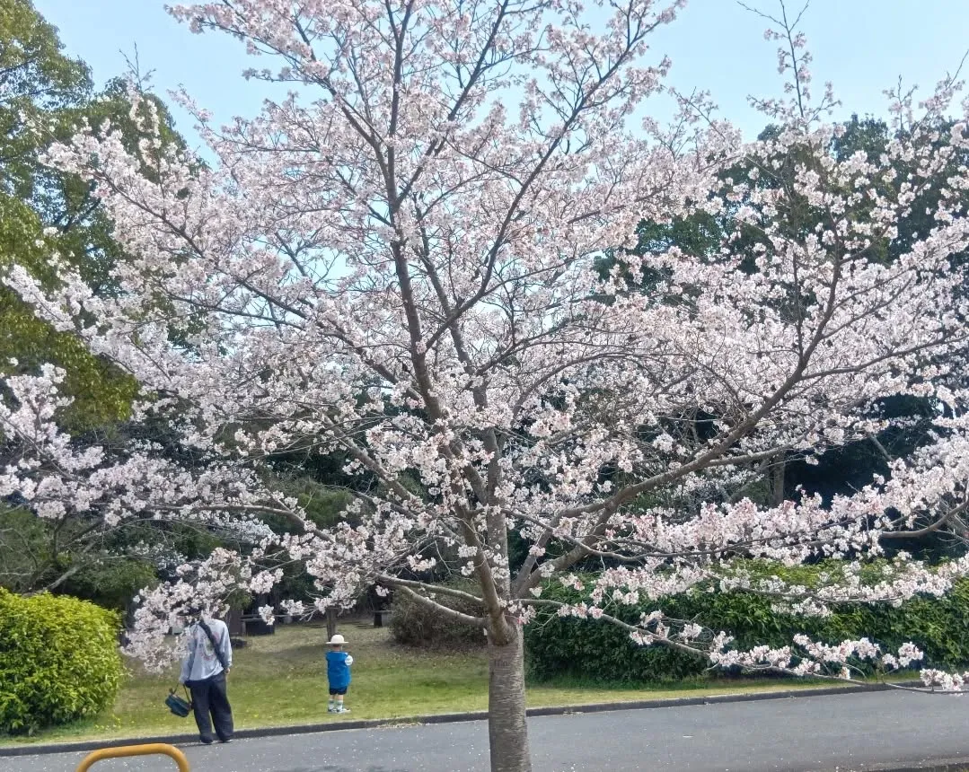 3/30 午後から大和民俗公園へお花見に行きました🌸