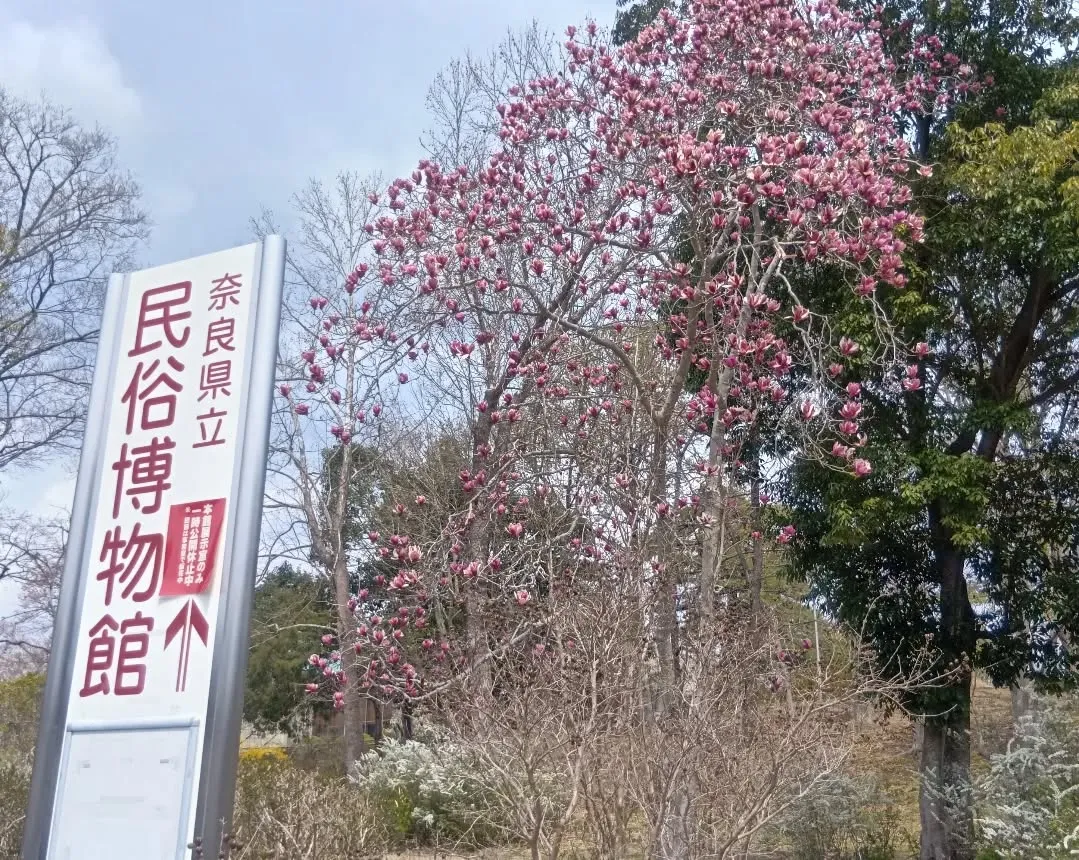 3/30 午後から大和民俗公園へお花見に行きました🌸