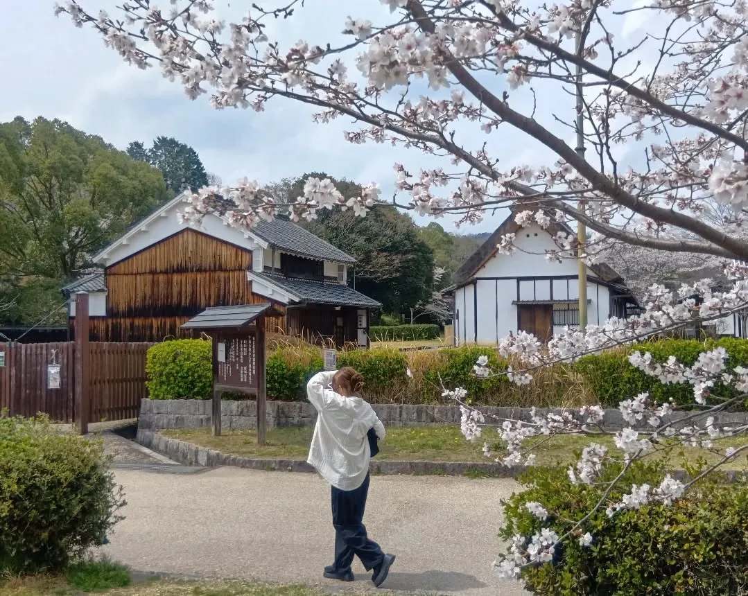 3/30 午後から大和民俗公園へお花見に行きました🌸