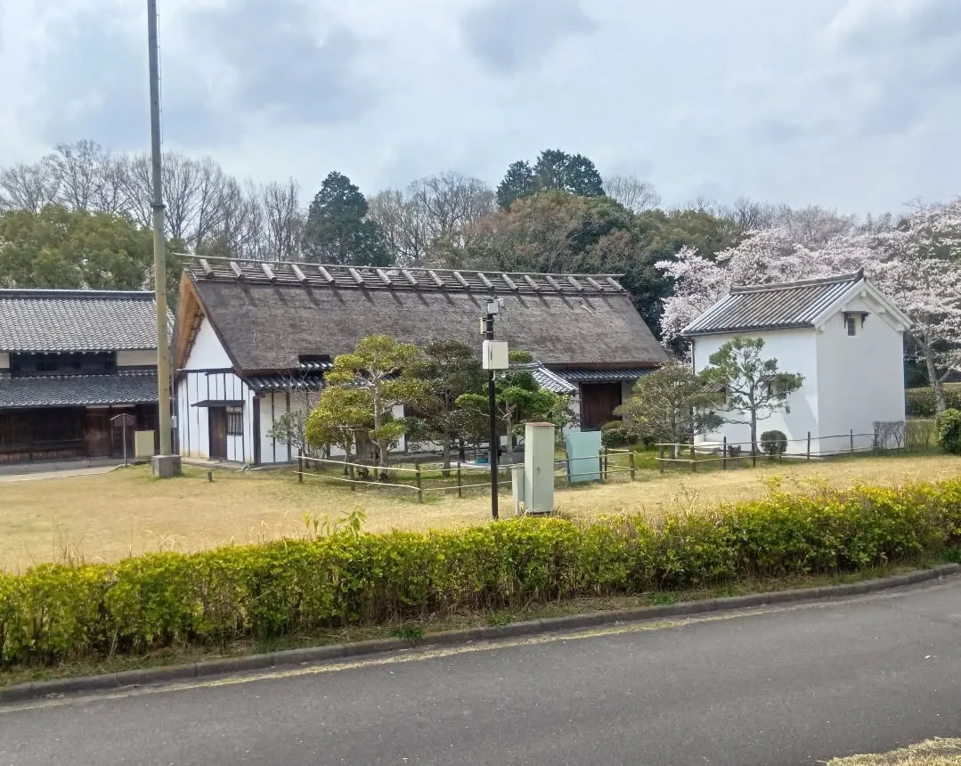 3/30 午後から大和民俗公園へお花見に行きました🌸