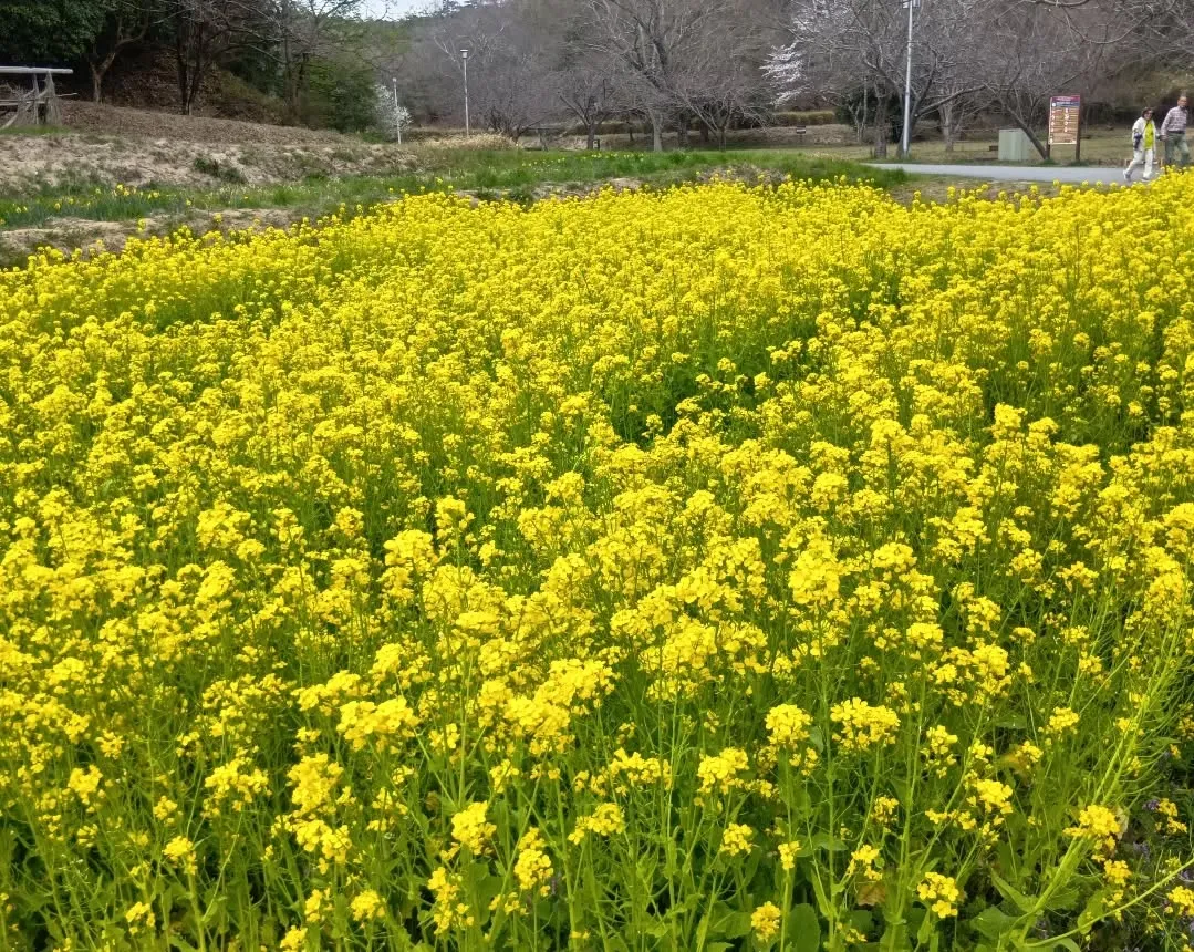 3/30 午後から大和民俗公園へお花見に行きました🌸
