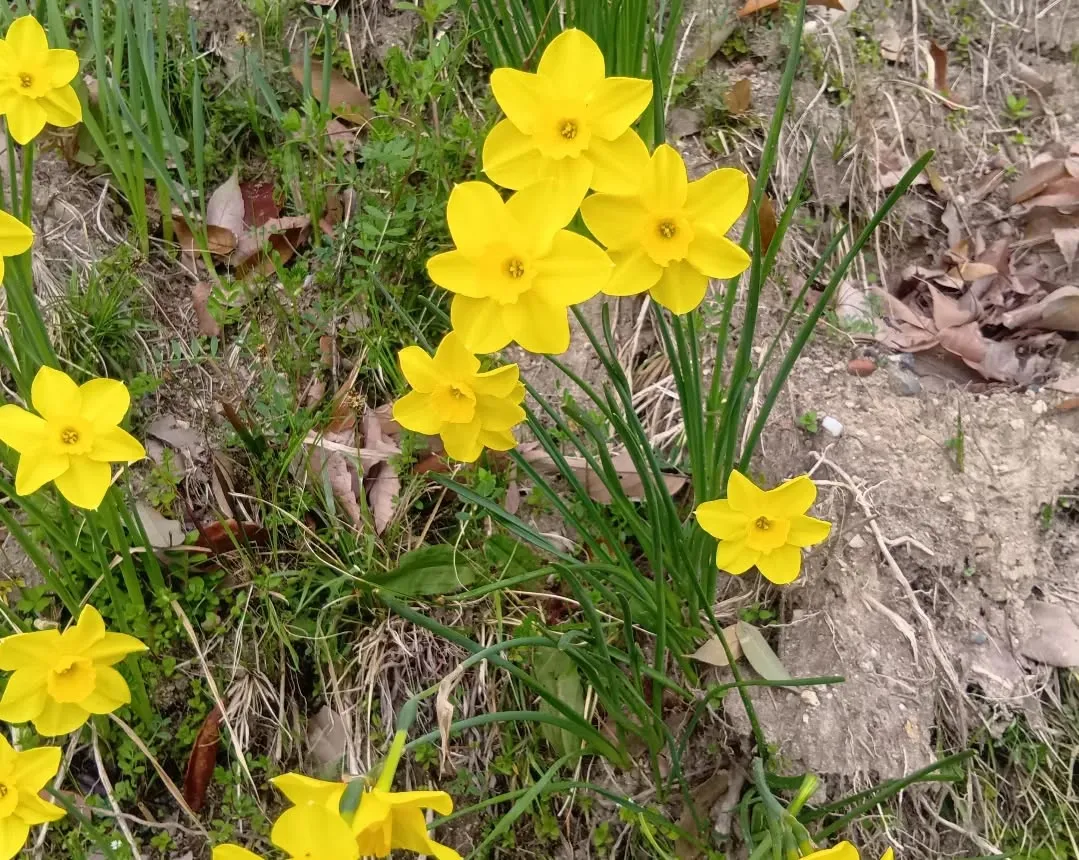 3/30 午後から大和民俗公園へお花見に行きました🌸