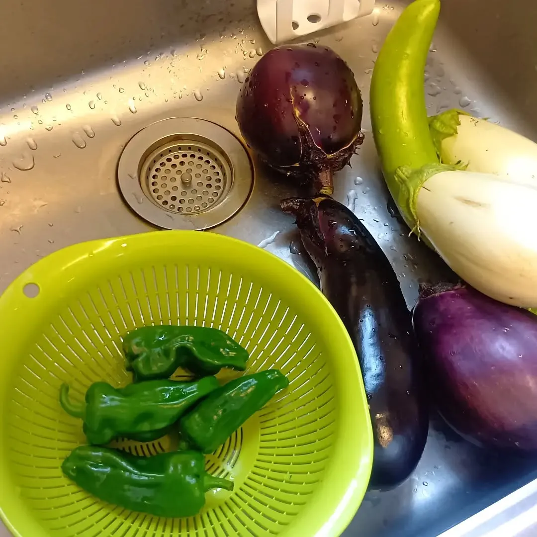 7/10 夏野菜がたくさん収穫できました🧺