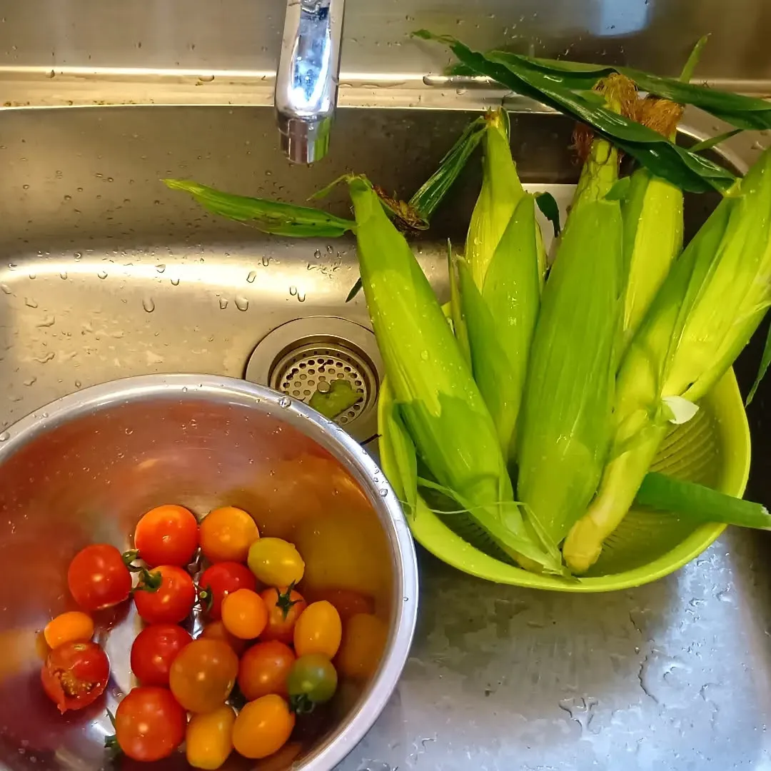 7/10 夏野菜がたくさん収穫できました🧺