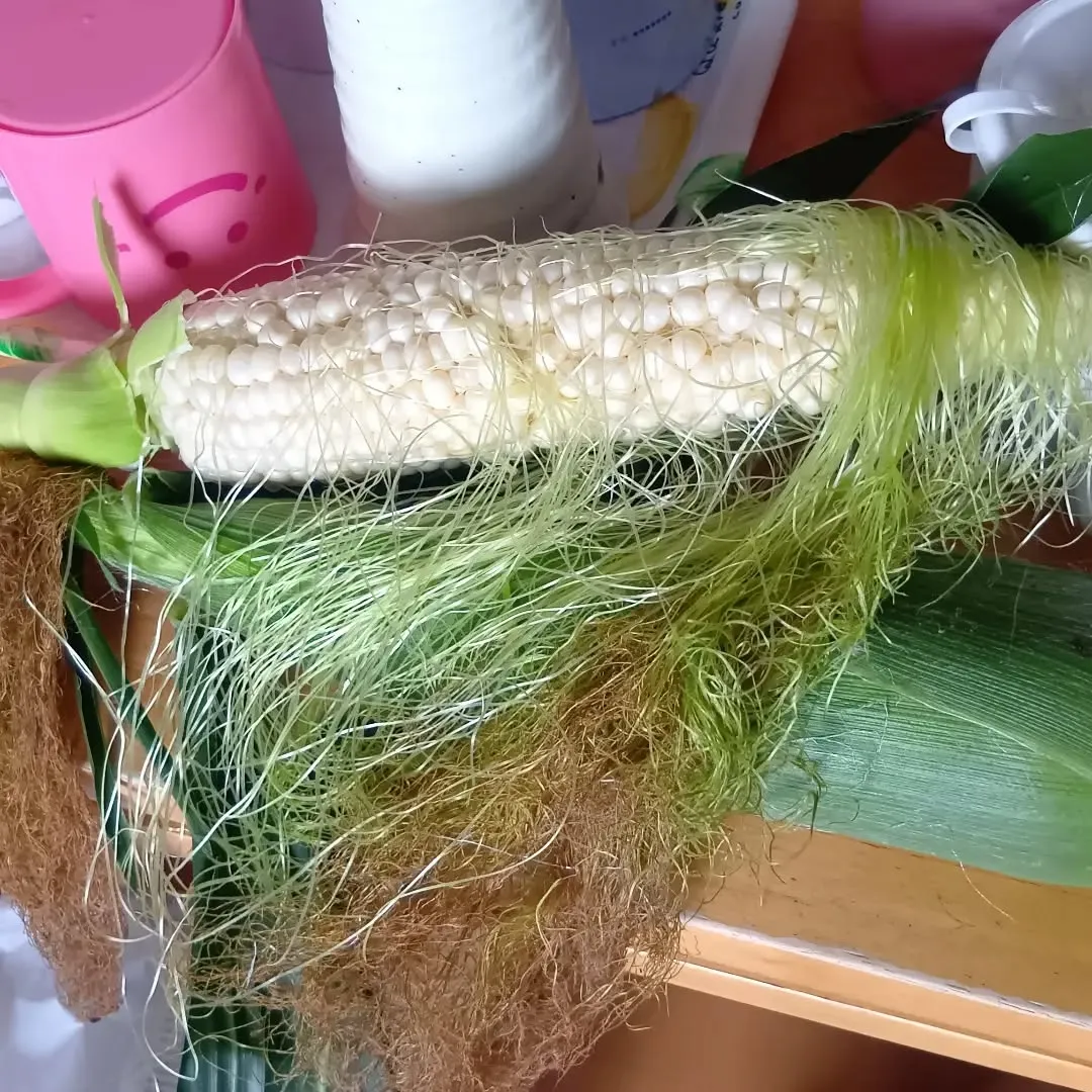 7/10 夏野菜がたくさん収穫できました🧺