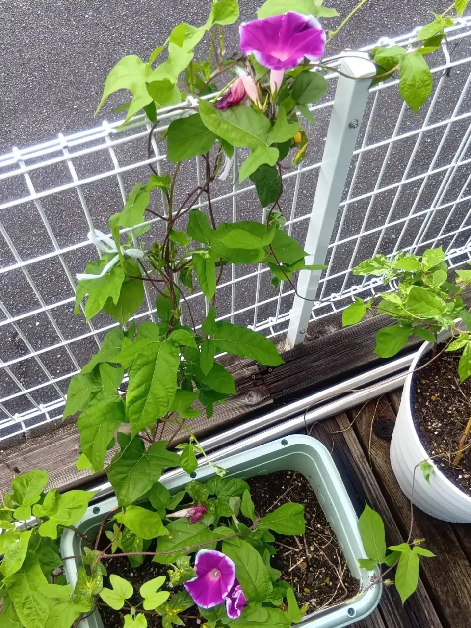 朝顔が少ないながらキレイに咲いてました🌸