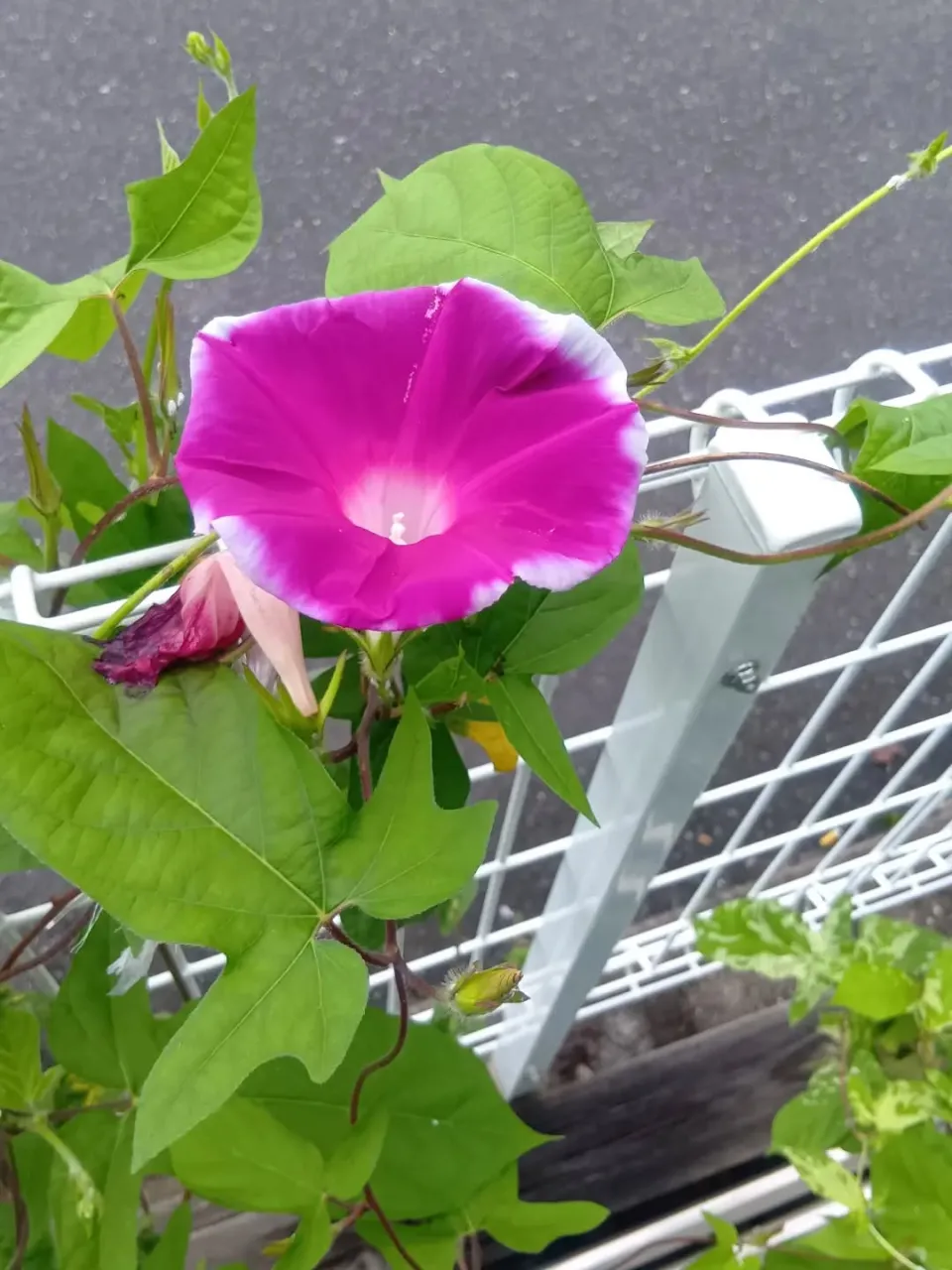 朝顔が少ないながらキレイに咲いてました🌸